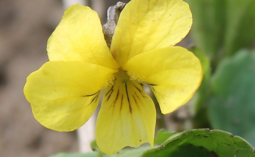 Yellow Downy Violet