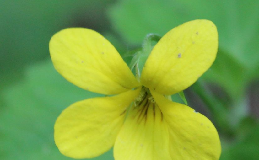 Yellow Downy Violet